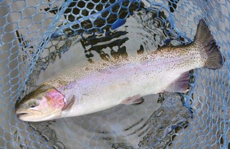大物のタナは浅い ～岡崎トラウトポンド～